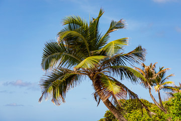 Bathsheba Beach mit Palmen, Felsen und blauen Himmel an der Ostk&uuml;ste der Insel Barbados