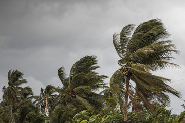 Beginning of tornado or hurricane winding and blowing coconut palms tree with dark storm clouds....