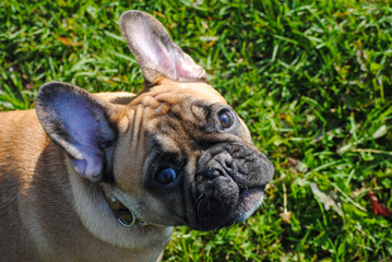 Happy French Bulldog puppy on a walk in early autumn day