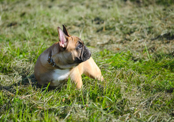 Happy French Bulldog puppy on a walk in early autumn day