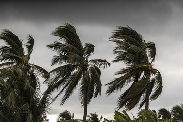 Beginning of tornado or hurricane winding and blowing coconut palms tree with dark storm clouds. Rainy season in the tropical