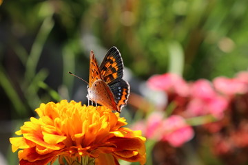 マリーゴールドに止まるベニシジミ