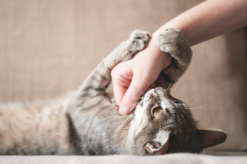 Cute gray cat playing with human hand while lying on sofa