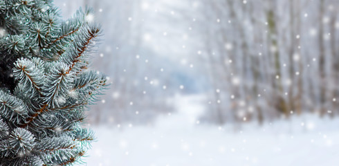 Covered with snow branch spruce  on blurred  background during snowfall, copy space. Winter...