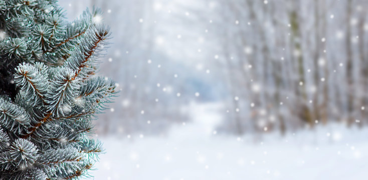 Covered with snow branch spruce  on blurred  background during snowfall, copy space. Winter background_