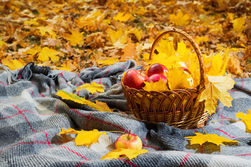 Autumn concept: basket with apples and bright yellow leaves on a gray plaid.