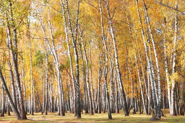 beautiful scene with birches in yellow autumn birch forest in october among other birches in birch grove