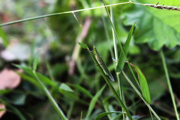 green grass with dew drops