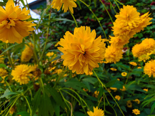 Delicate yellow flowers with green leaves
