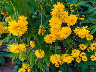 Live yellow flowers and green leaves