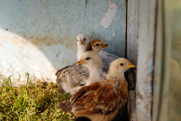 chickens in the green grass