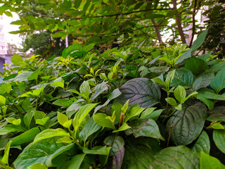Tender green leaves in the woods