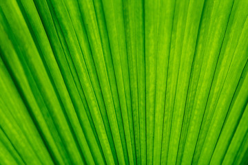 Obraz premium green background leaves with pattern and space for text