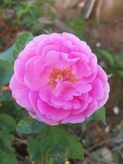pink damask rose flower in nature garden