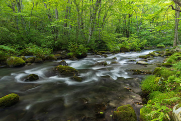 Fototapeta na wymiar Refreshing Oirase mountain stream in autumn