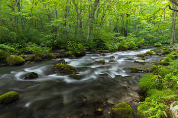 Refreshing Oirase mountain stream in autumn