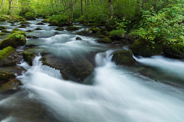 Refreshing Oirase mountain stream in autumn