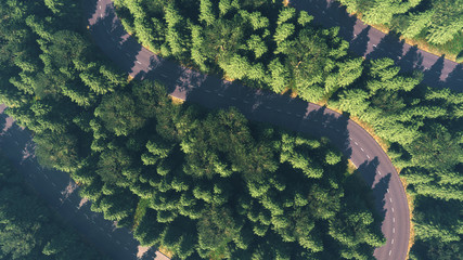 road among the forest, top view, comparison of the river arteries 3d render