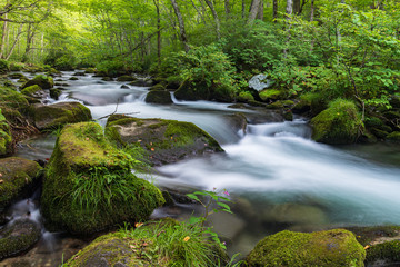 Obraz premium Refreshing Oirase mountain stream in autumn