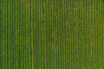 aerial view of corn tree fields forest © theevening
