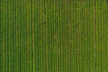 Fototapete Grün aerial view of corn tree fields forest