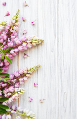 Pink  lupine flowers