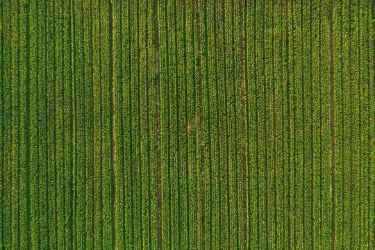 aerial view of corn tree fields forest