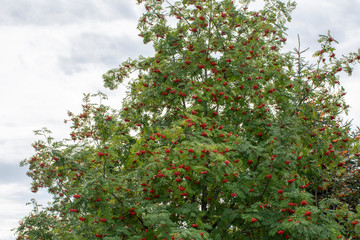 Fototapeta na wymiar Russia. Nature of the Far East: Rowan (Sorbus aucuparia)