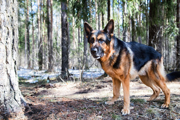 Dog German Shepherd in the forest in an early spring