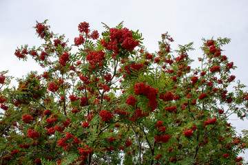 Russia. Nature of the Far East: Rowan (Sorbus aucuparia)