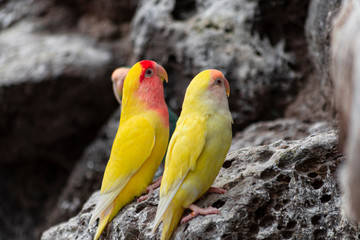 Highlighted Love