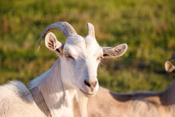 portrait of a white goat on the field