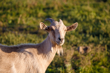 portrait of a goat