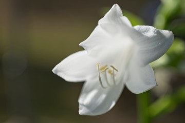Detail of Hosta flower
