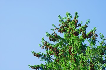 detail of coniferous tree with brown pine cones