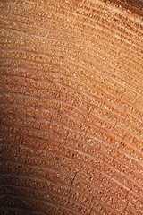 Tree section exposing annual rings of growth.