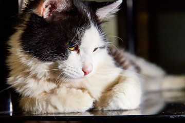 Black and white pet cat with long mustaches lying and resting in a secluded place in the room