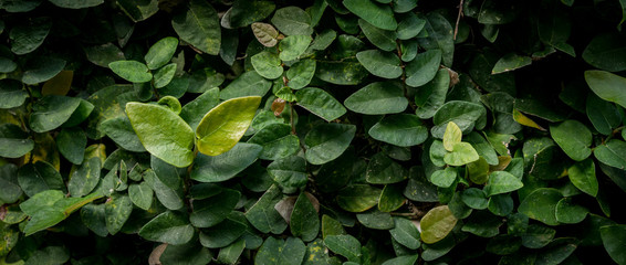 Leafs of the jungle, green and healthy. rainforest of indonesia, bali, asia. Fullframe closeup, detail.