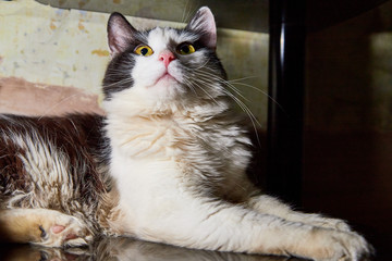 Black and white pet cat with long mustaches lying and resting in a secluded place in the room
