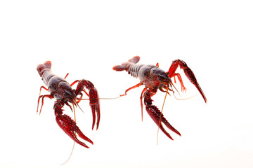 Crayfish