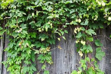 Fototapeta na wymiar Hop branches on the fence