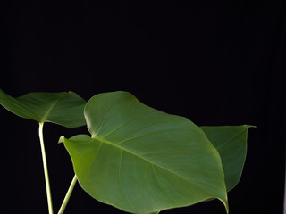 Green leaf of monstera plant on a black background, photography, copy space.