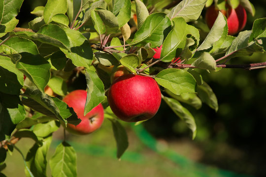A red apple ( Malus domestica Jonathan) on the tree
