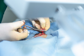 Sterilization of dog on surgical tables under general anesthesia and veterinary surgeons....