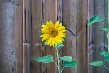 sunflower on a wooden wall