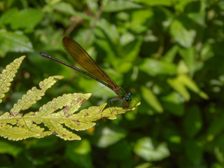 dragonfly on a leaf