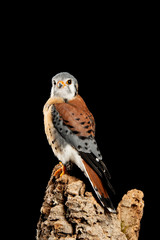 Stunning portrait of American Kestrel Falconidae in studio setting on black background with dramatic lighting