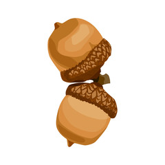 couple acorn isolated on white background. oak nut.