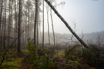 Las brzoza mgła © SebbPL
