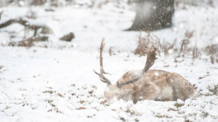 Beautiful image of Fallow Deer in snow Winter landscape in heavy snow storm